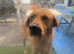 Stunning kc reg Labrador puppies both vaccines microchip flea and wormed pet home with kids