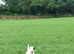 Parson Russel Terrier KC Registered **STUD**
