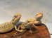 Bearded dragons available