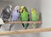 4 pair of exhibition budgies