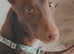 Beautiful almost 1 year old pharoah hound named pharoah