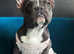 Amazing female french bulldog