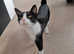Bo-Bo female cat