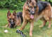Teach control dog training