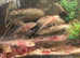 Axolotl babies for sale