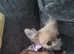 Lovely chihuahua girl for sale