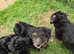 Fox Terrier x Labradoodle Puppies - Ready Now!