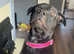 Staffy Labrador cross sharpie
