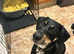 Ted for adoption
