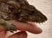 Cuban False Chameleon (Female)