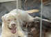 Yellow lab retriever
