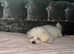 Bichon puppie