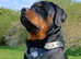 Rottweiler Puppies Looking for Loving Homes