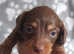 Long haired miniature dachshund for sale.