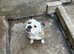 English bulldog girl unnuted