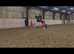 Stunning imported dream horse 16hh