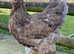 Brahma hatching eggs x 6/12/18/24