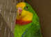 Barraband Parakeet Parrot