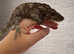 Cuban False Chameleon (Female)
