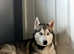 Siberian Husky Puppy's (READY TO LEAVE NOW)