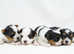 Exquisite Biewer Terrier Puppies