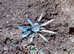 Rare! Lyrognathus Giannisposatoi - Sumatran stoutleg tarantula
