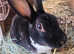 Beautiful female mini rex girl