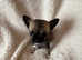Beautiful chihuahua puppies