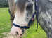 Gorgeous Blue Roan Blagdon Gelding Show Pony