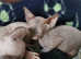 Peter Bakd/ Bambino kittens sphynx