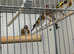 Goldfinch Glasgow