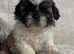 shih tzu puppies