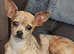 RESERVED Blue sable female chihuahua