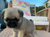 7 beautiful Pug puppies KC reg ready 16th may.