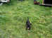 Patterjack puppies