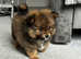 Miniature Pomeranian puppies