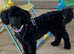 Female cavapoo 5mth old