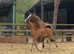 Arabian bay filly foal, stunning , lovely pedigree , show filly