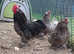 Rare blue faverolle bantams