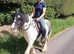 Lovely Cob Gelding