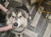 Alaskan Malamute female for sale
