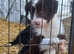 bearded collie x border collie