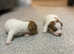 Miniature Jack Russell puppies for sale