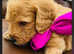 Beautiful labradoodle puppies