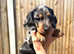 Beautiful Dachshund Puppies