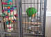 Eclectus  parrot with full setup