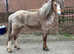 Registered welsh a colt 4 years old
