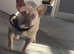 French bull dog