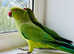 Baby talking Indian ringnack parrot