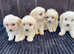 F1 Goldendoodle 3 girls still available